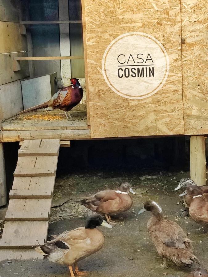 فندق Casa Cosmin Cincu المظهر الخارجي الصورة